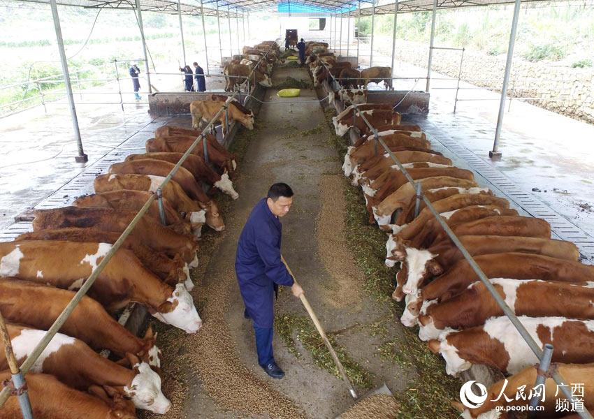 8月10日，在廣西柳州市融安縣泗頂鎮(zhèn)弘康生態(tài)養(yǎng)殖場(chǎng)，工作人員在喂養(yǎng)“西門(mén)塔爾”牛。（譚凱興-攝）