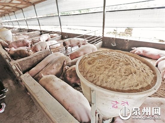 “干式無臭零排放健康養(yǎng)殖”利用木屑鋪地吸收豬的排泄物,既除臭又可節(jié)約大量水。