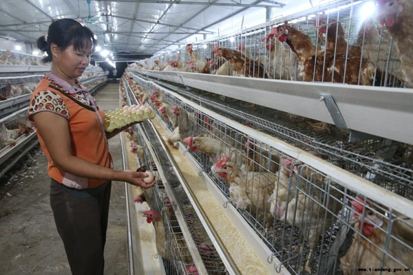 天等縣進結鎮(zhèn)團樂村村民生態(tài)養(yǎng)雞致富