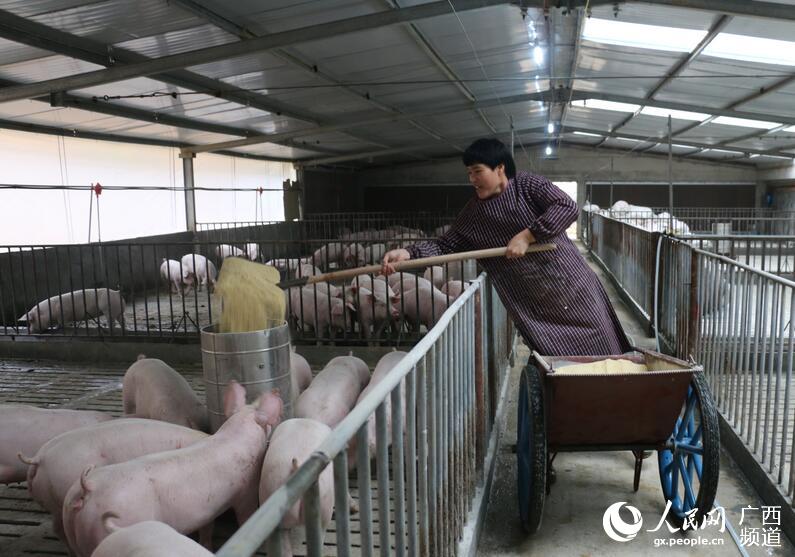 廣西崇左生態(tài)循環(huán)養(yǎng)殖促脫貧