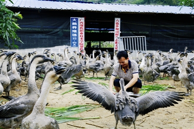 大化：生態(tài)養(yǎng)鵝“錢”景美好 