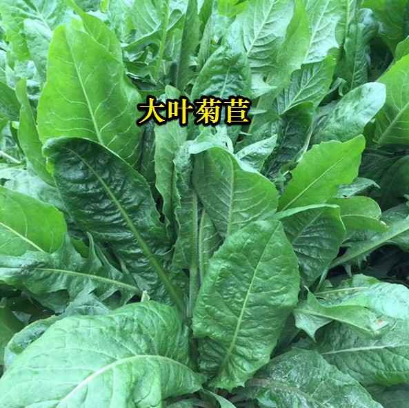 大葉菊苣----高蛋白質(zhì)含量，防畜禽拉稀、止瀉飼草