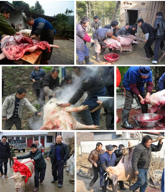 年豬——長期供應(yīng)高品質(zhì)年豬，長期采用發(fā)酵牧草與中草藥飼喂，豬肉味自然濃香土味十足