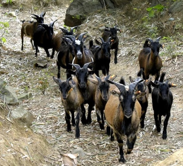 七百弄山羊，小巧黑山羊味道極為鮮美的山羊品種，廣西大化瑤族自治縣特產(chǎn)，全國農(nóng)產(chǎn)品地理標(biāo)志