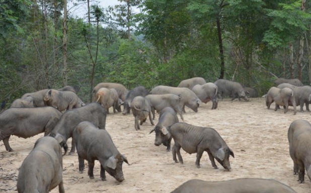 大化縣黑山豬，讓人一吃難忘土味十足的黑山豬品種，常年吃牧草等粗糧與半放養(yǎng)模式養(yǎng)殖是純天然無污染的高品質(zhì)豬肉品種