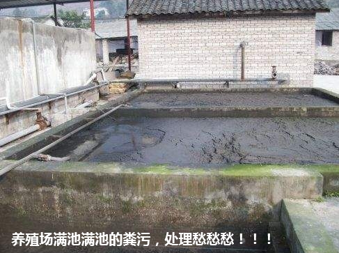 養(yǎng)殖場滿池糞污處理愁.jpg