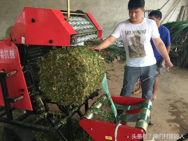 肉牛飼養(yǎng)青貯牧草技術——拉伸膜青貯