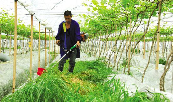昨天，在新河鎮(zhèn)蔡洋村楊楊家庭農(nóng)場里，果農(nóng)正在收割葡萄園里的牧草。當(dāng)別的果農(nóng)都在清除雜草時，該農(nóng)場卻在60畝葡萄園里種植了牧草。這些牧草收割后，可作為有機(jī)肥料鋪在葡萄樹根部，用以提升葡萄的品質(zhì)，使得畝均效益增加10%以上。