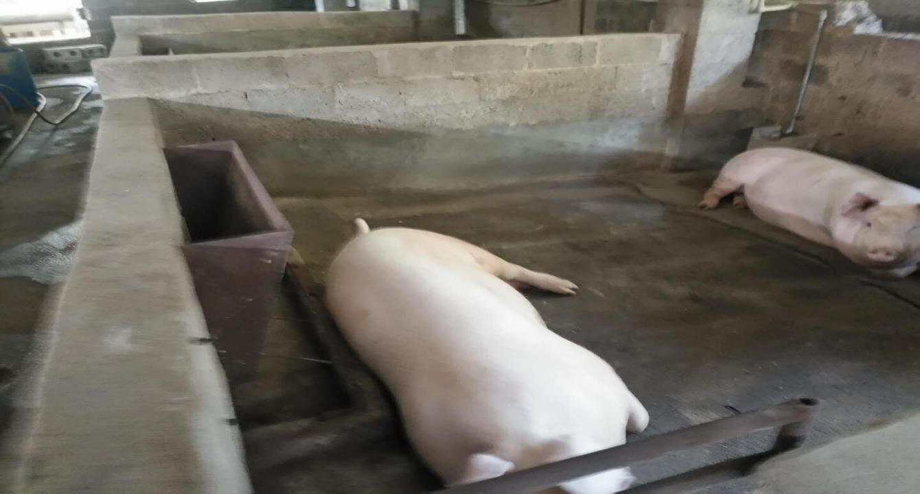 豬群安逸，煮爛內(nèi)聞不到臭味、飲水方面也改造為了限位飲水器。