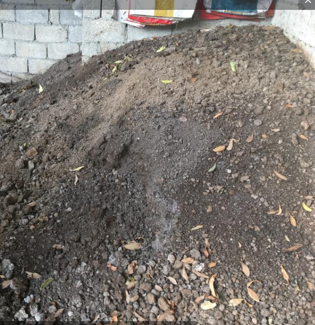 發(fā)酵好的豬糞干燥無臭味，沒有蟲蛆。