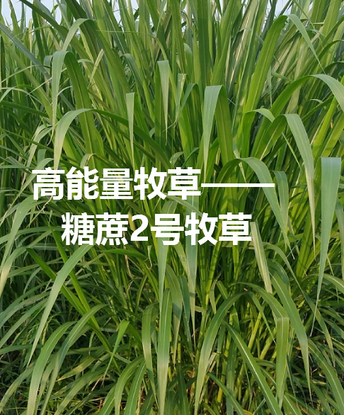 糖蔗2號(hào)牧草.png