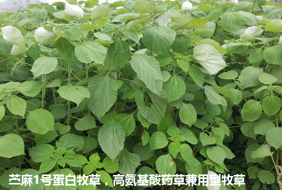 苧麻1號(hào)蛋白牧草3.png