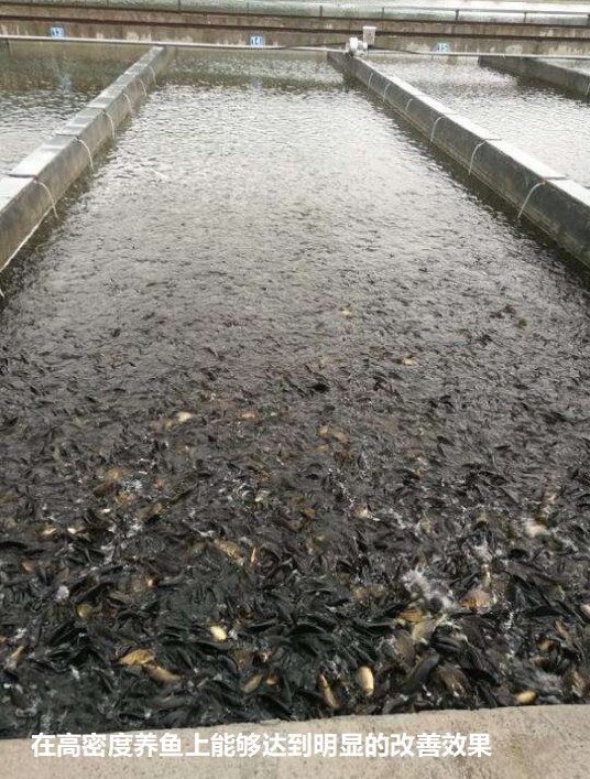 在高密度養(yǎng)魚上能夠達到明顯的改善效果.jpg