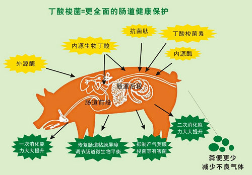 丁酸梭菌更全面地保護(hù)豬的健康.jpg