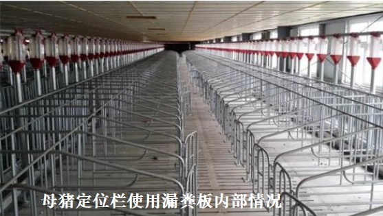 母豬定位欄使用漏糞板內(nèi)部情況.jpg