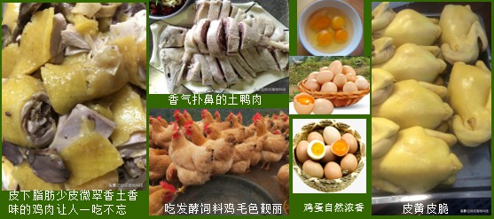 生產(chǎn)高品質(zhì)動(dòng)物產(chǎn)品.jpg