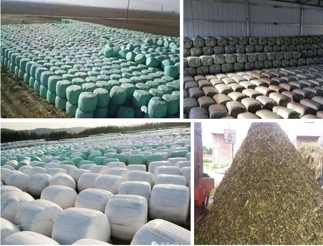 青貯飼料.jpg