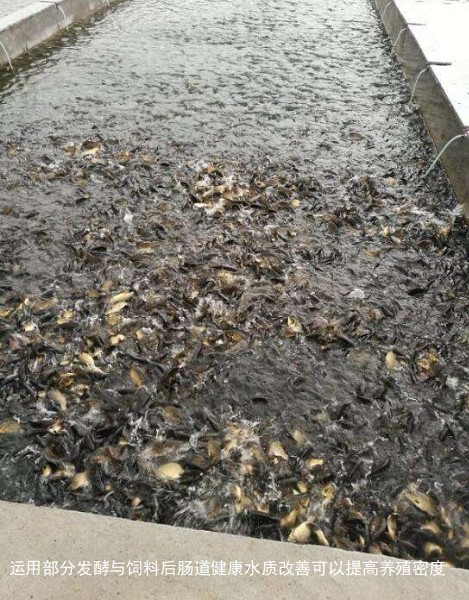 運(yùn)用部分發(fā)酵與飼料后腸道健康水質(zhì)改善可以提高養(yǎng)殖密度.jpg