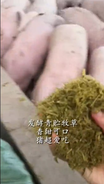 青貯飼料喂豬1.jpg