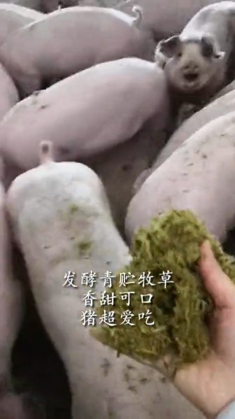 青貯飼料喂豬2.jpg