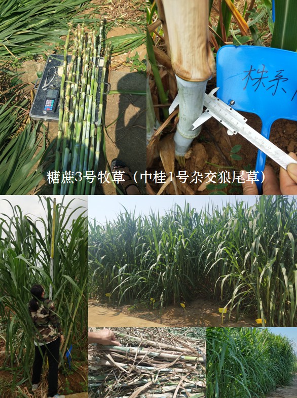 糖蔗3號(hào)牧草（中桂1號(hào)雜交狼尾草）5.jpg