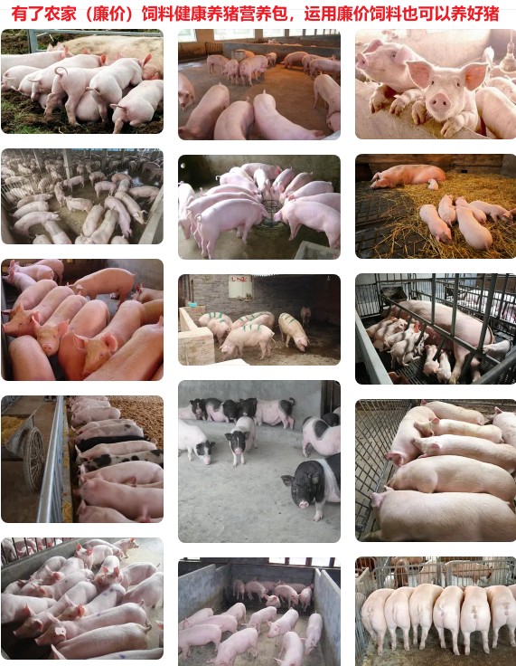 有了農(nóng)家（廉價(jià)）飼料健康養(yǎng)豬營養(yǎng)包，運(yùn)用廉價(jià)飼料也可以養(yǎng)好豬.jpg