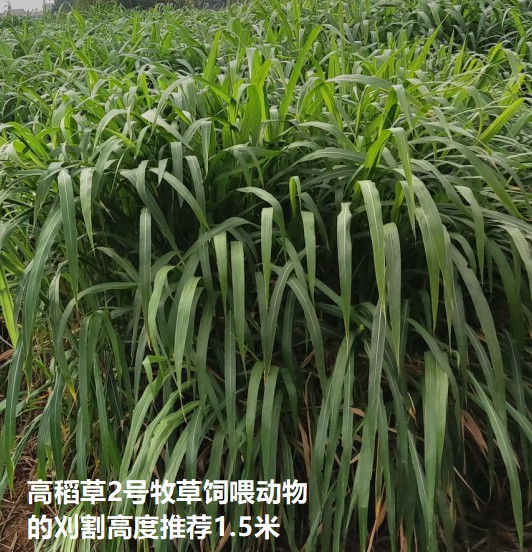 高稻草2號牧草飼喂動(dòng)物刈割高度推薦1.5米.jpg