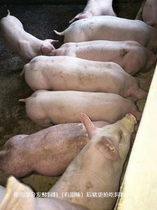 使用部分發(fā)酵飼料（有甜味）后豬更搶吃飼料.jpg