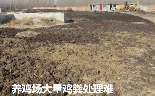 養(yǎng)雞場(chǎng)大量雞糞處理難.jpg