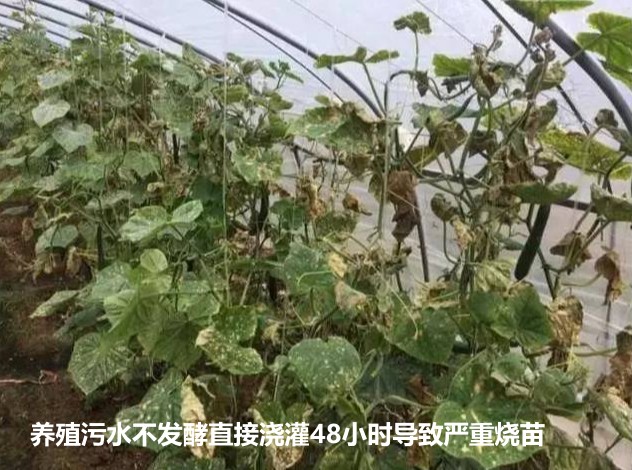 養(yǎng)殖污水不發(fā)酵直接澆灌48小時導(dǎo)致嚴(yán)重?zé)?jpg