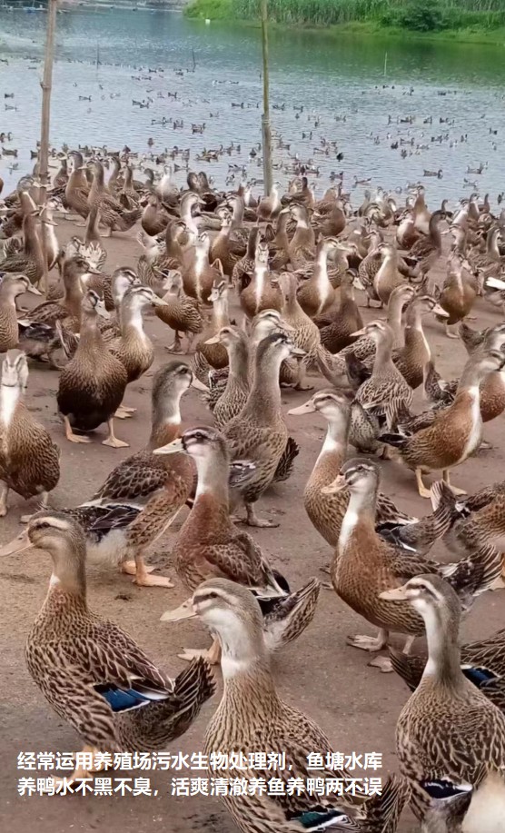 經(jīng)常運用養(yǎng)殖場污水生物處理劑，魚塘水庫養(yǎng)鴨水體不黑不臭2.jpg