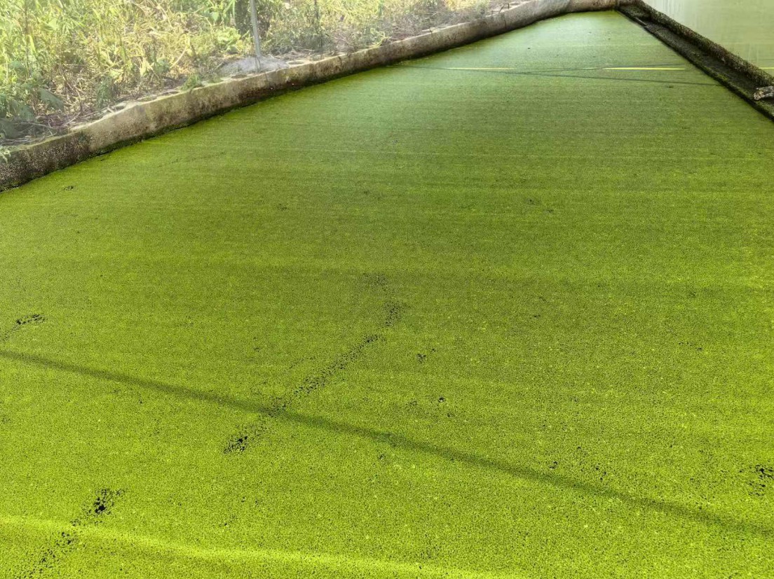 高淀粉株系：Landotia punctata，國際編號0001，淀粉含量45%2.jpg