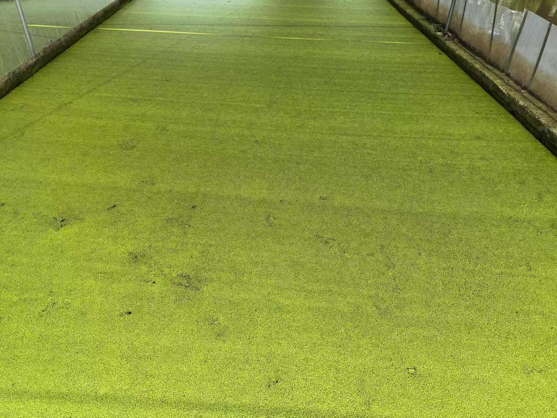 高蛋白株系：Lemna minor，國際編號7868，蛋白含量31%2.jpg