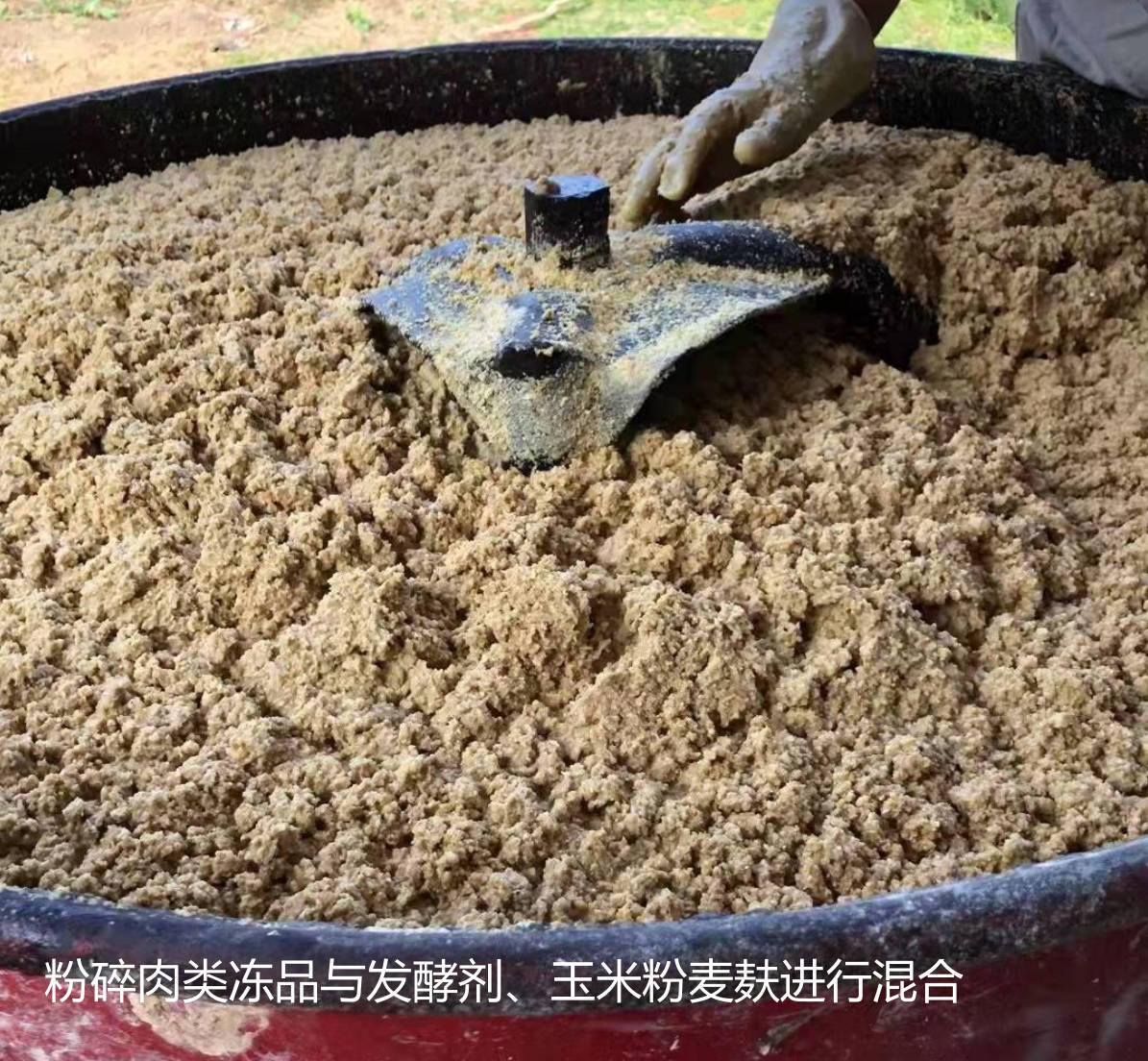 粉碎肉類凍品與發(fā)酵劑、玉米粉麥麩進(jìn)行混合.jpg