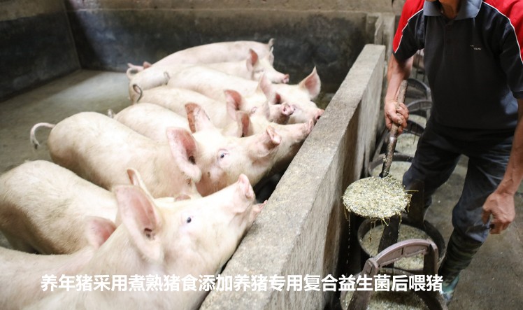 養(yǎng)年豬采用煮熟豬食添加養(yǎng)豬專用復合益生菌后喂豬.jpg