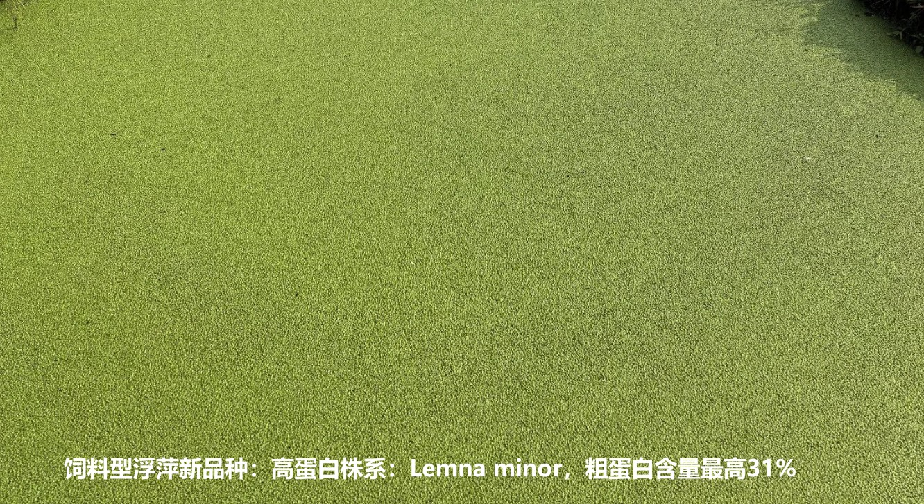 飼料型浮萍新品種：高蛋白株系：Lemna minor，國際編號7868，粗蛋白含量最高31%.jpg