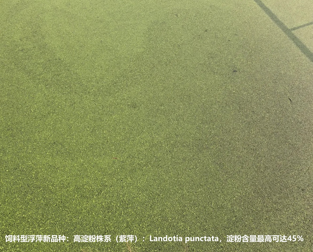 飼料型浮萍新品種：高淀粉株系（紫萍）：Landotia punctata，國際編號0001，淀粉含量最高可達45%.jpg