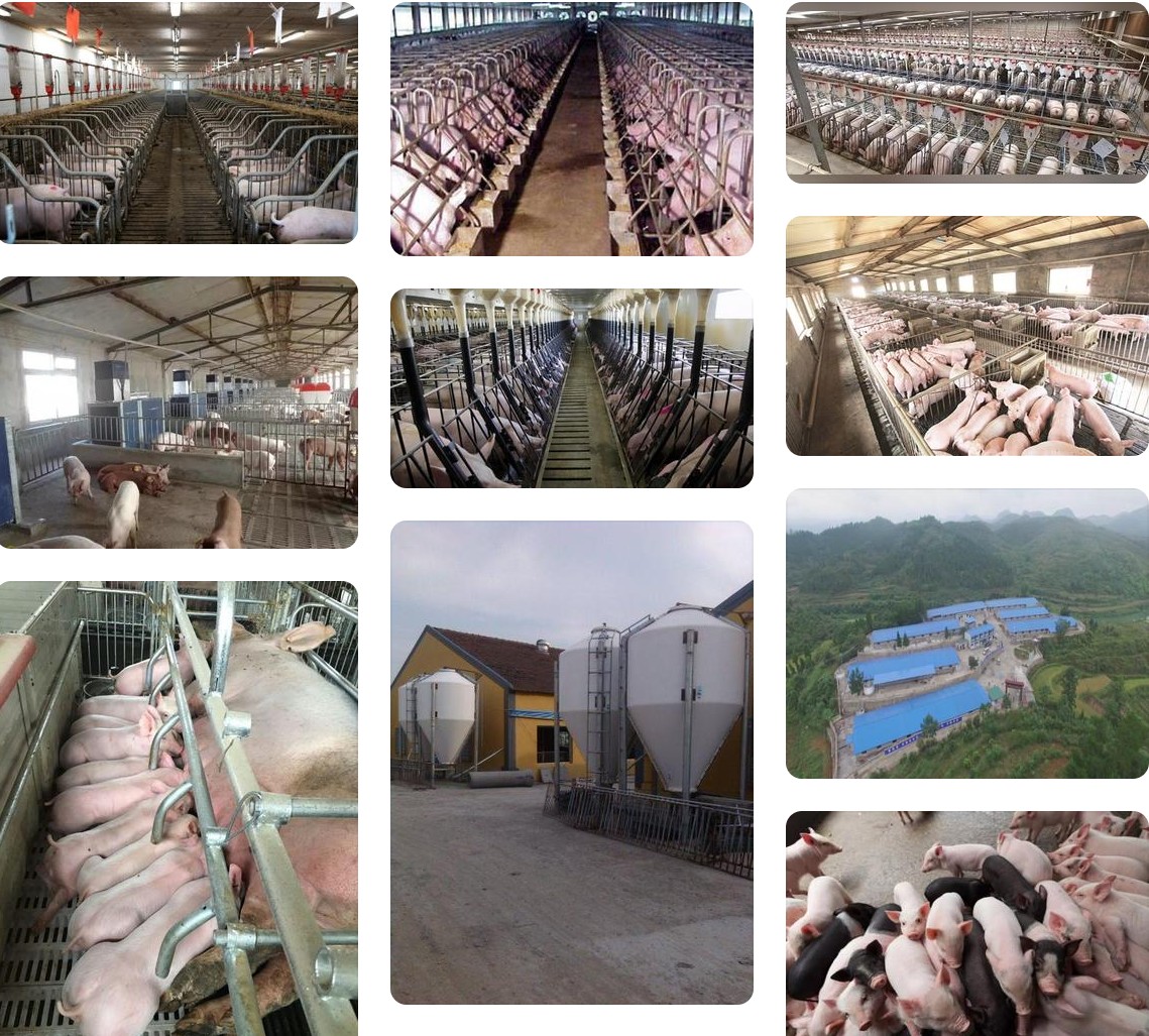 規(guī)模養(yǎng)豬場(chǎng).jpg