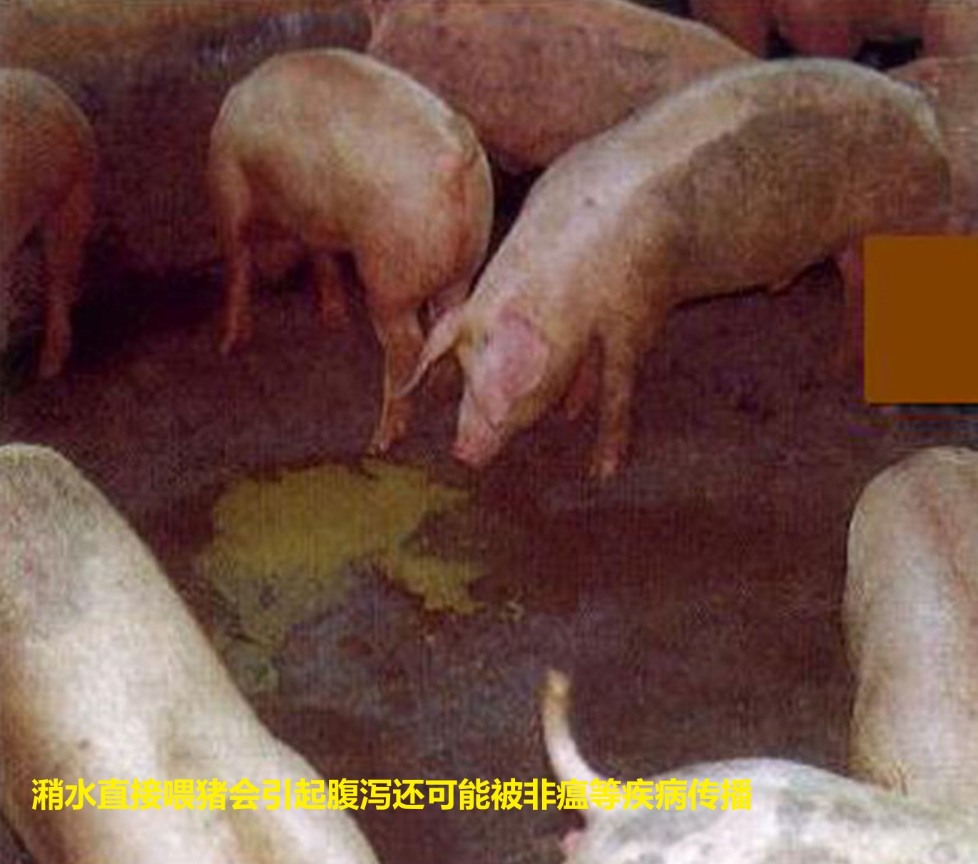 潲水直接喂豬會(huì)引起腹瀉還可能被非瘟等疾病傳播.jpg