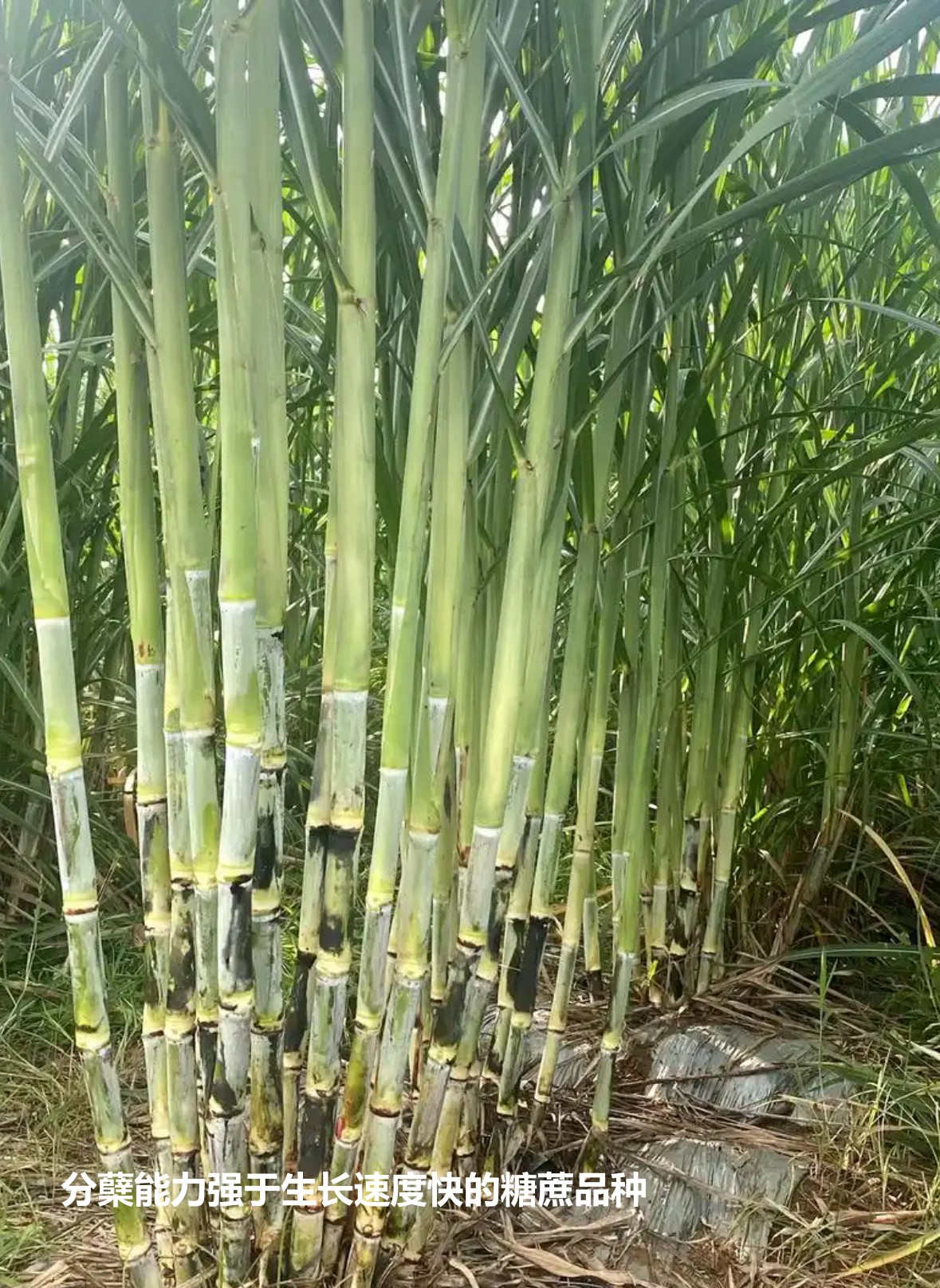 分蘗能力強于生長速度快的糖蔗品種.jpg