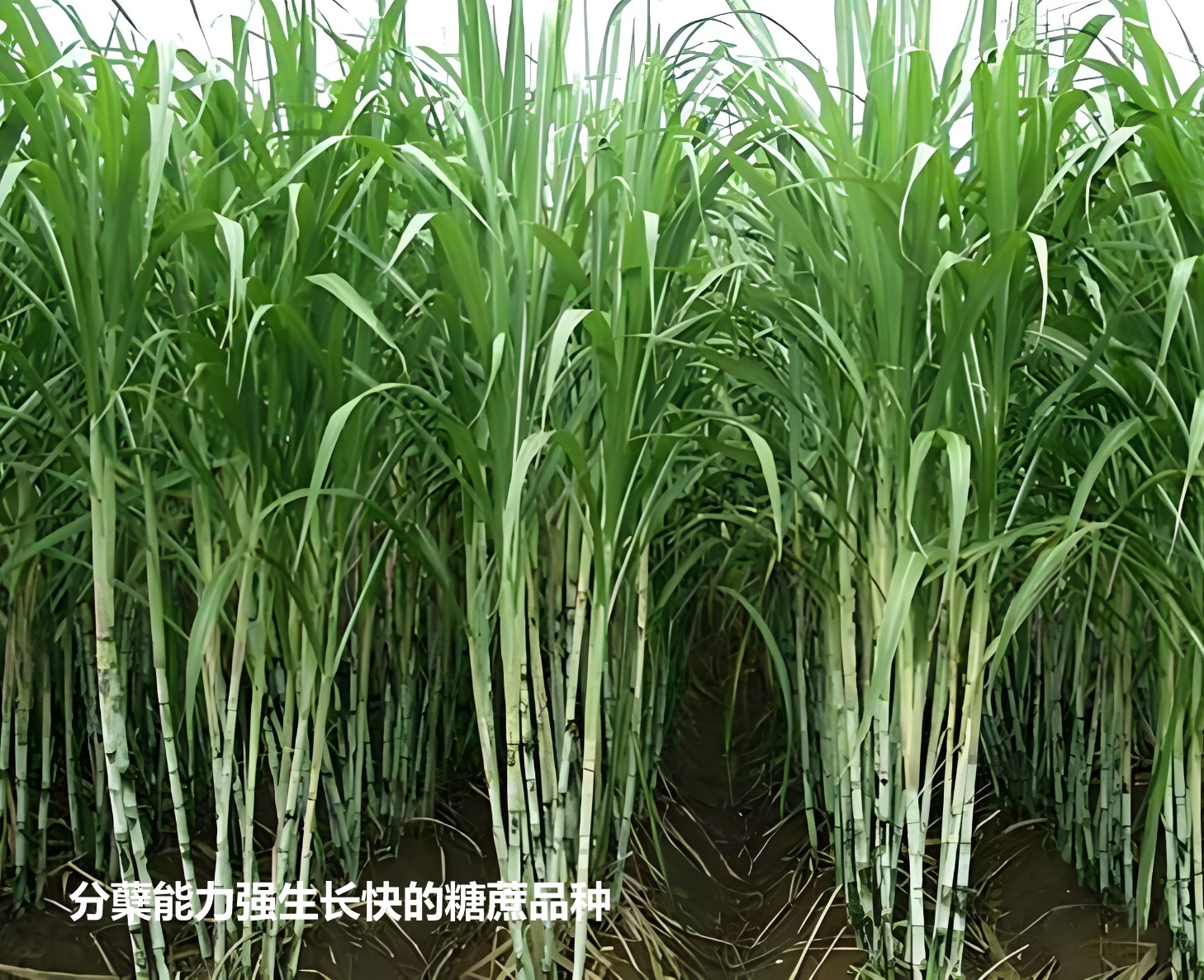 分蘗能力強于生長速度快的糖蔗品種3.jpg
