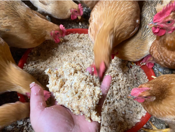 發(fā)酵木薯渣喂雞.png