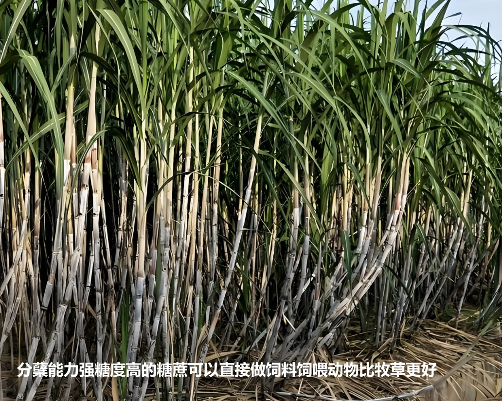 分蘗能力強(qiáng)糖度高的糖蔗可以直接做飼料飼喂動(dòng)物比牧草更好.jpg