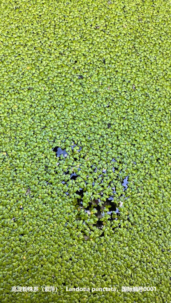 高淀粉株系（紫萍）：Landotia punctata，國(guó)際編號(hào)0001.jpg