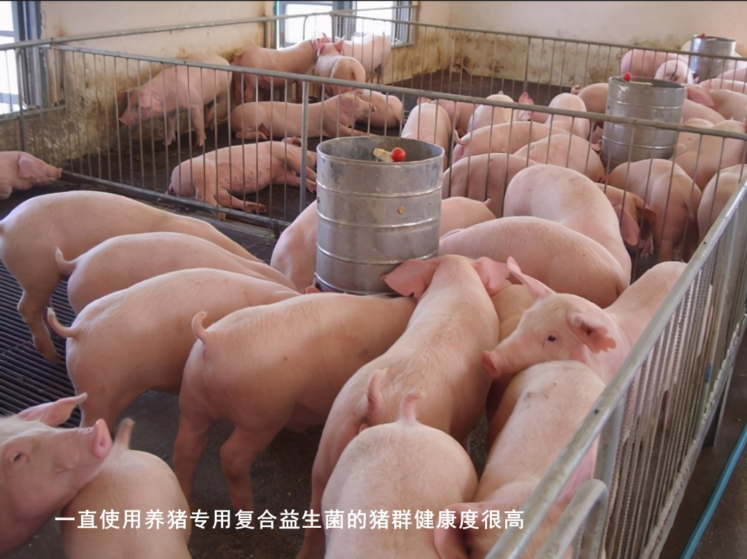 一直使用養(yǎng)豬專用復(fù)合益生菌的豬群健康度很高.jpg