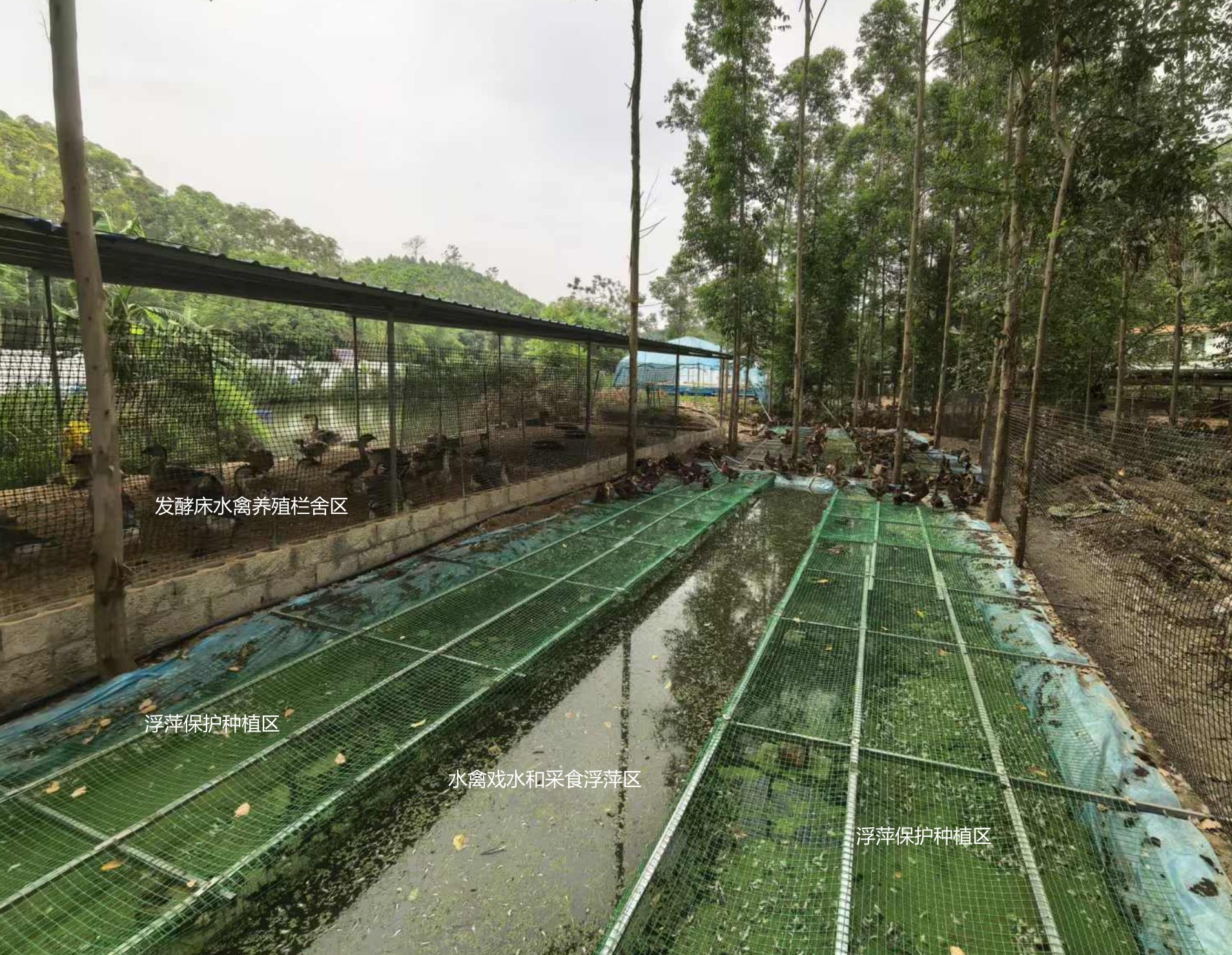 一種旱養(yǎng)水禽利用運動場種植浮萍形成生態(tài)循環(huán)節(jié)糧型養(yǎng)殖技術.jpg