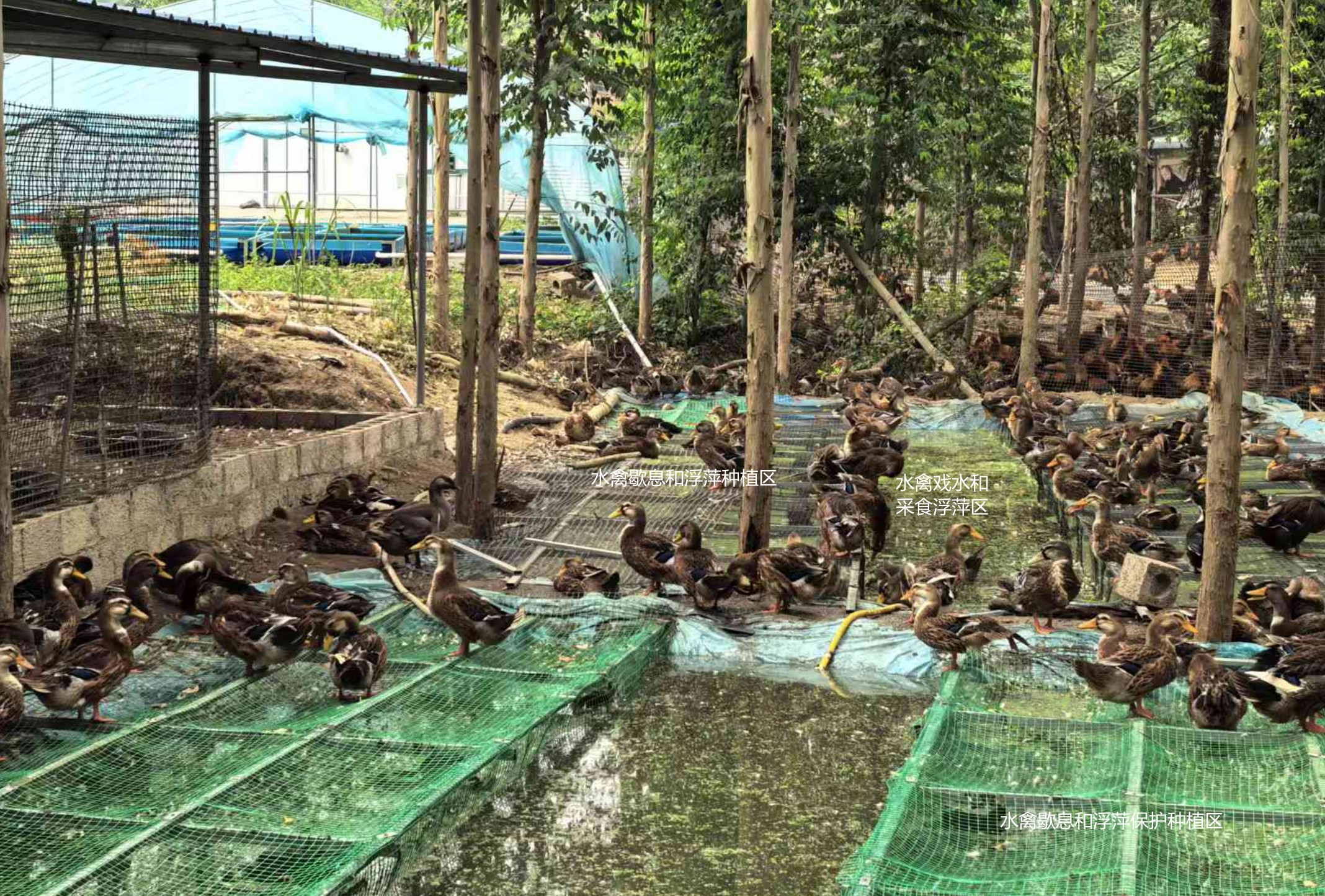 一種旱養(yǎng)水禽利用運動場種植浮萍形成生態(tài)循環(huán)節(jié)糧型養(yǎng)殖技術5.jpg