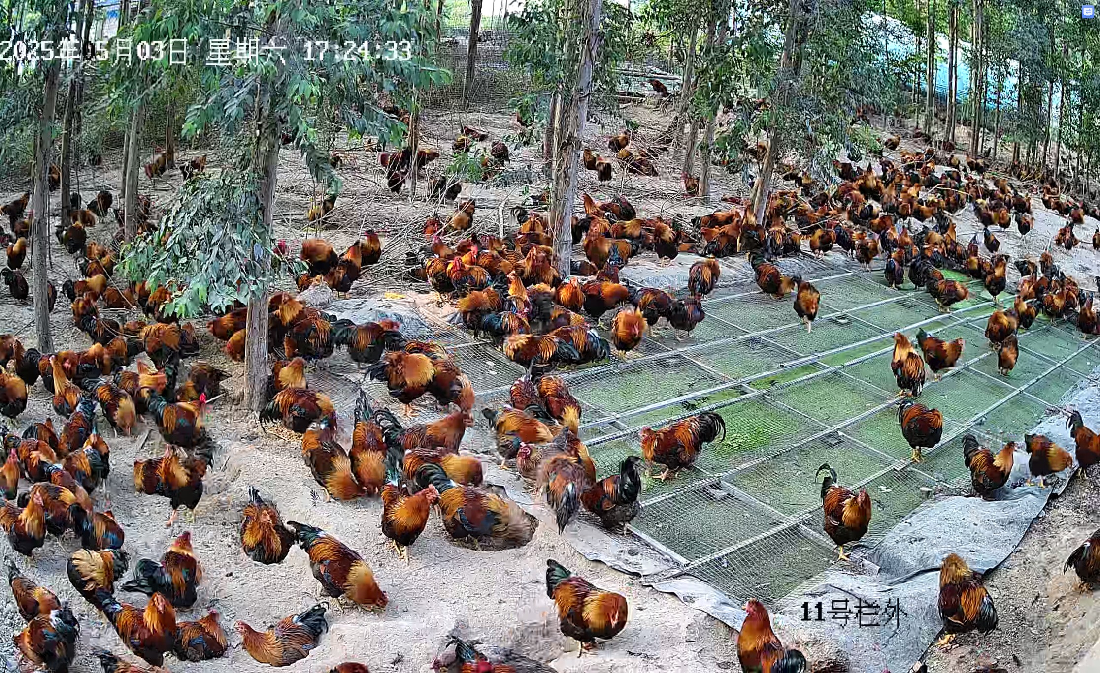 養(yǎng)雞運(yùn)動(dòng)場(chǎng)生產(chǎn)浮萍2.jpg