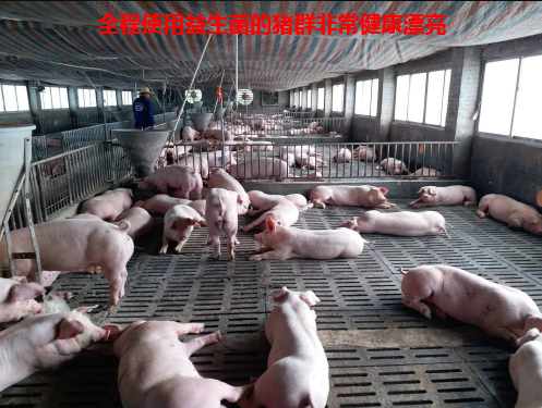 養(yǎng)豬專用復合益生菌6.jpg