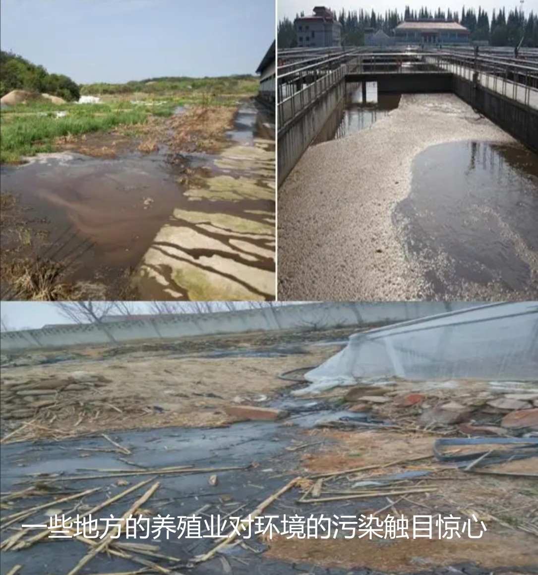 一些地方的養(yǎng)殖業(yè)對(duì)環(huán)境的污染觸目驚心.jpg